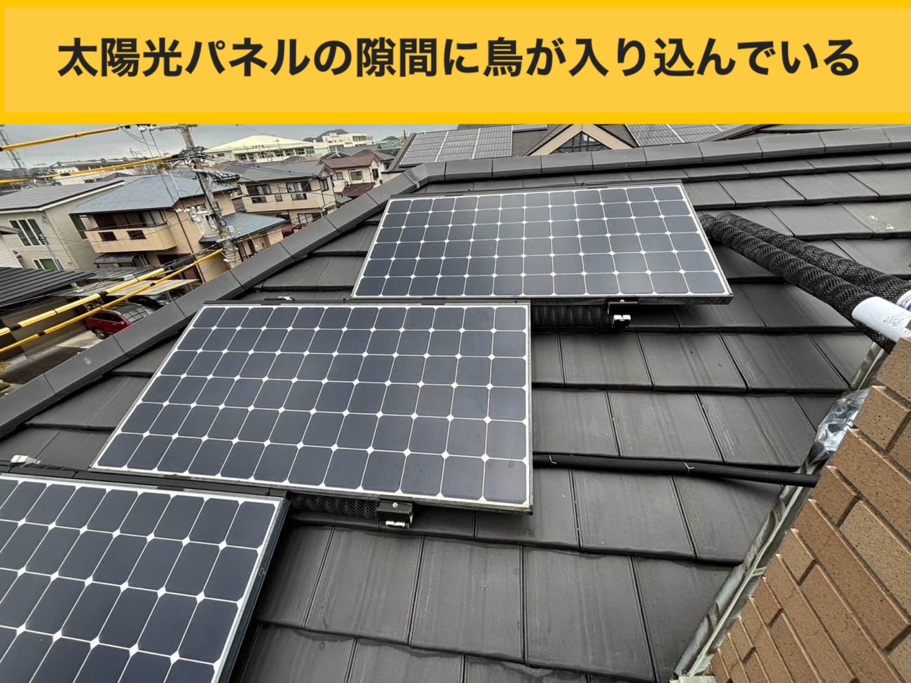 福岡市の屋根、鳥被害、太陽光パネル