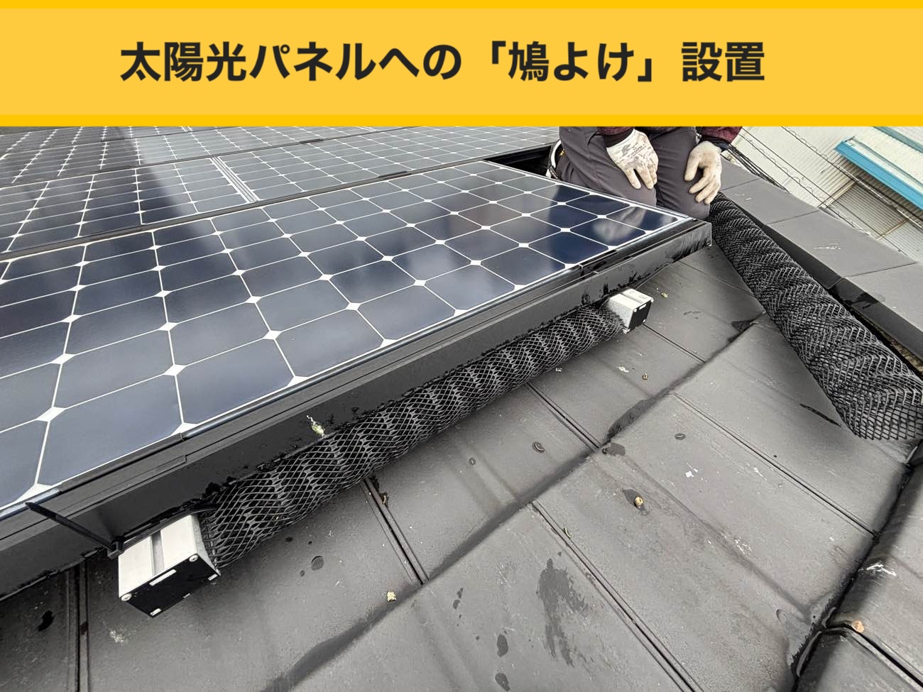 福岡市の屋根、鳥被害、太陽光パネル