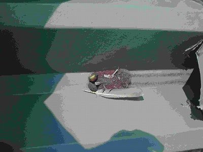 ヤギカフェ　金属屋根　雨漏り　穴あき　コーキング　修理