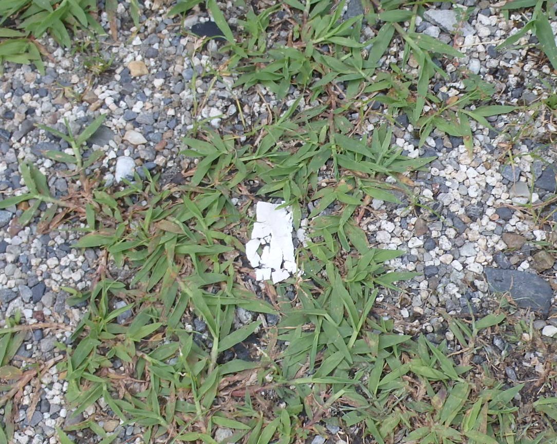 四日市市漆喰欠片落下状況