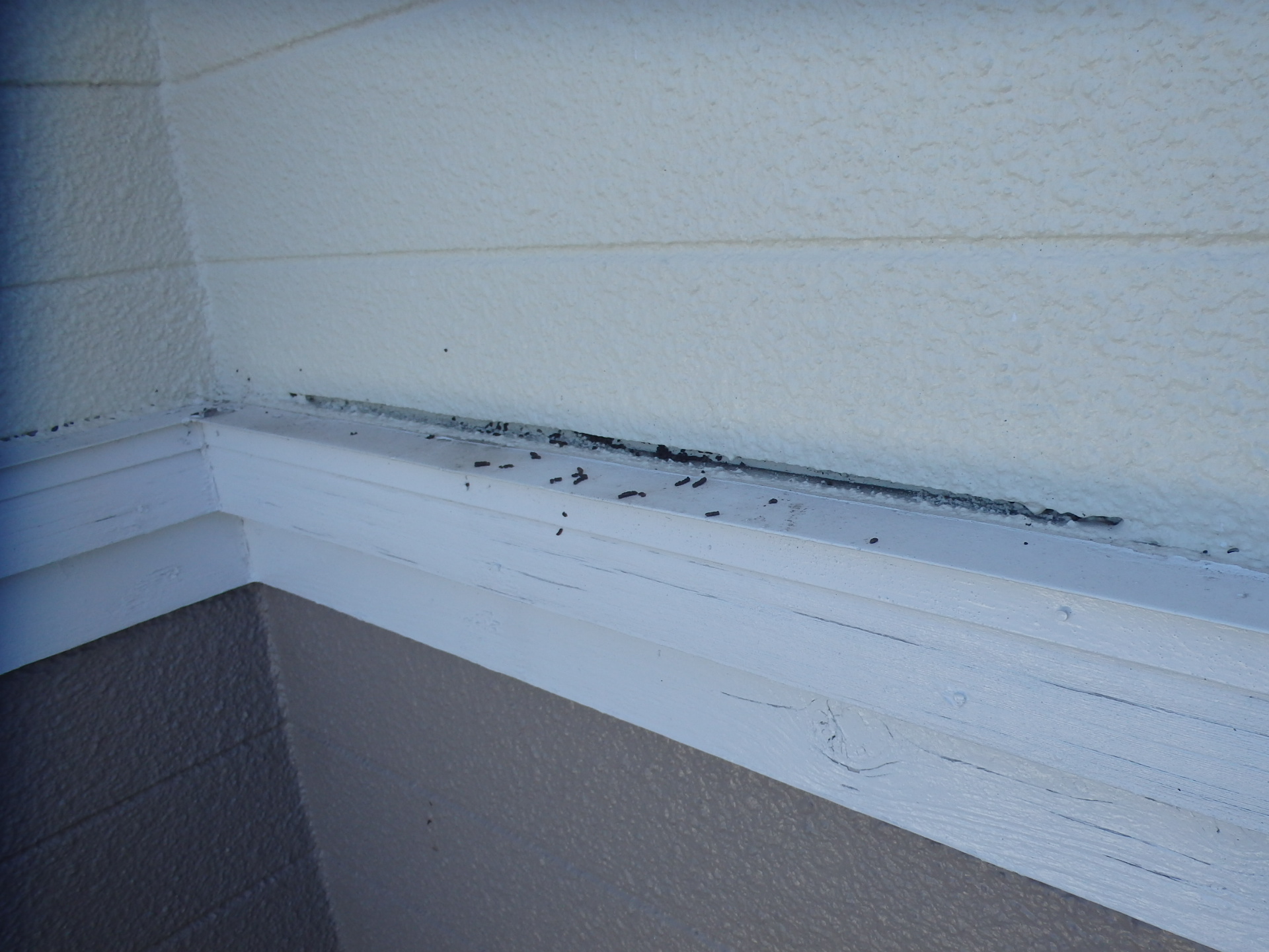 １階雨漏り付近の幕板状況コウモリのフン