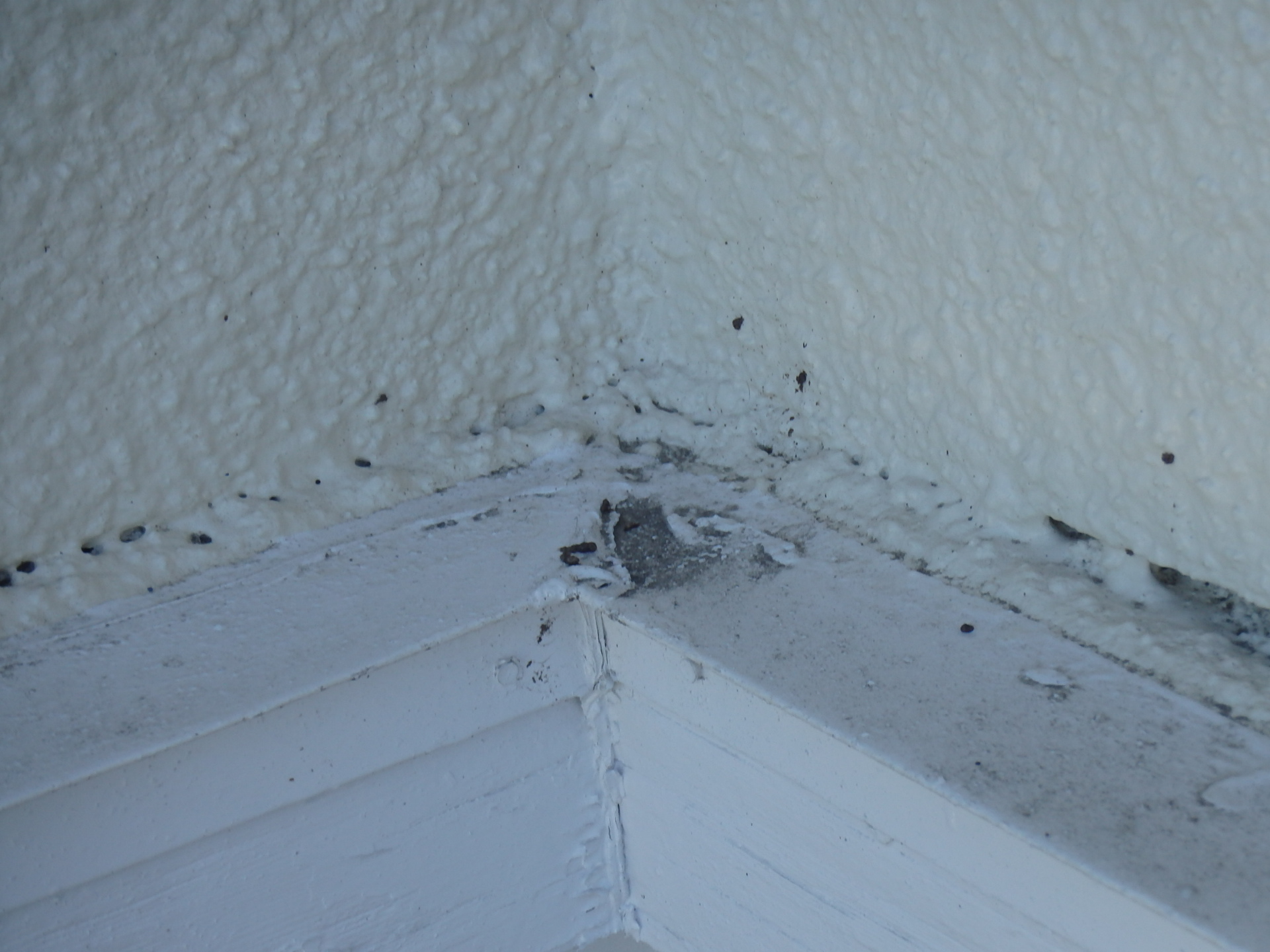 幕板にコウモリのフン