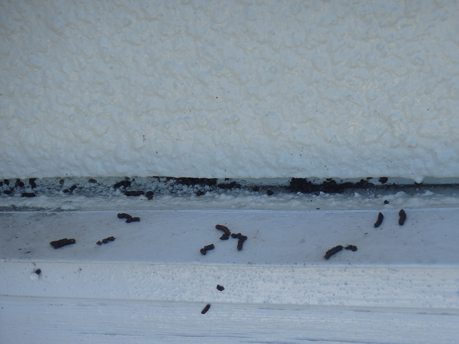 １階雨漏り付近の幕板状況コウモリのフンUP