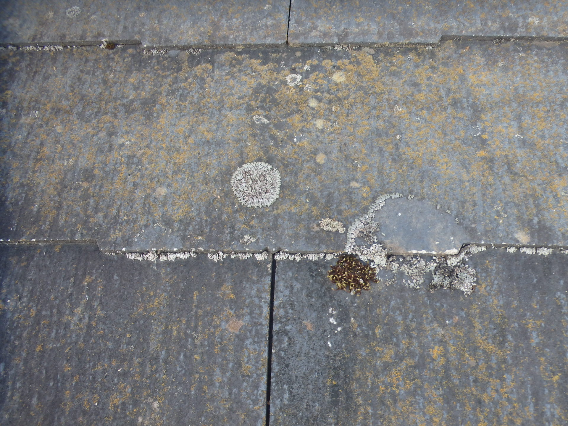 東員町の１階屋根材カラーベスト拡大