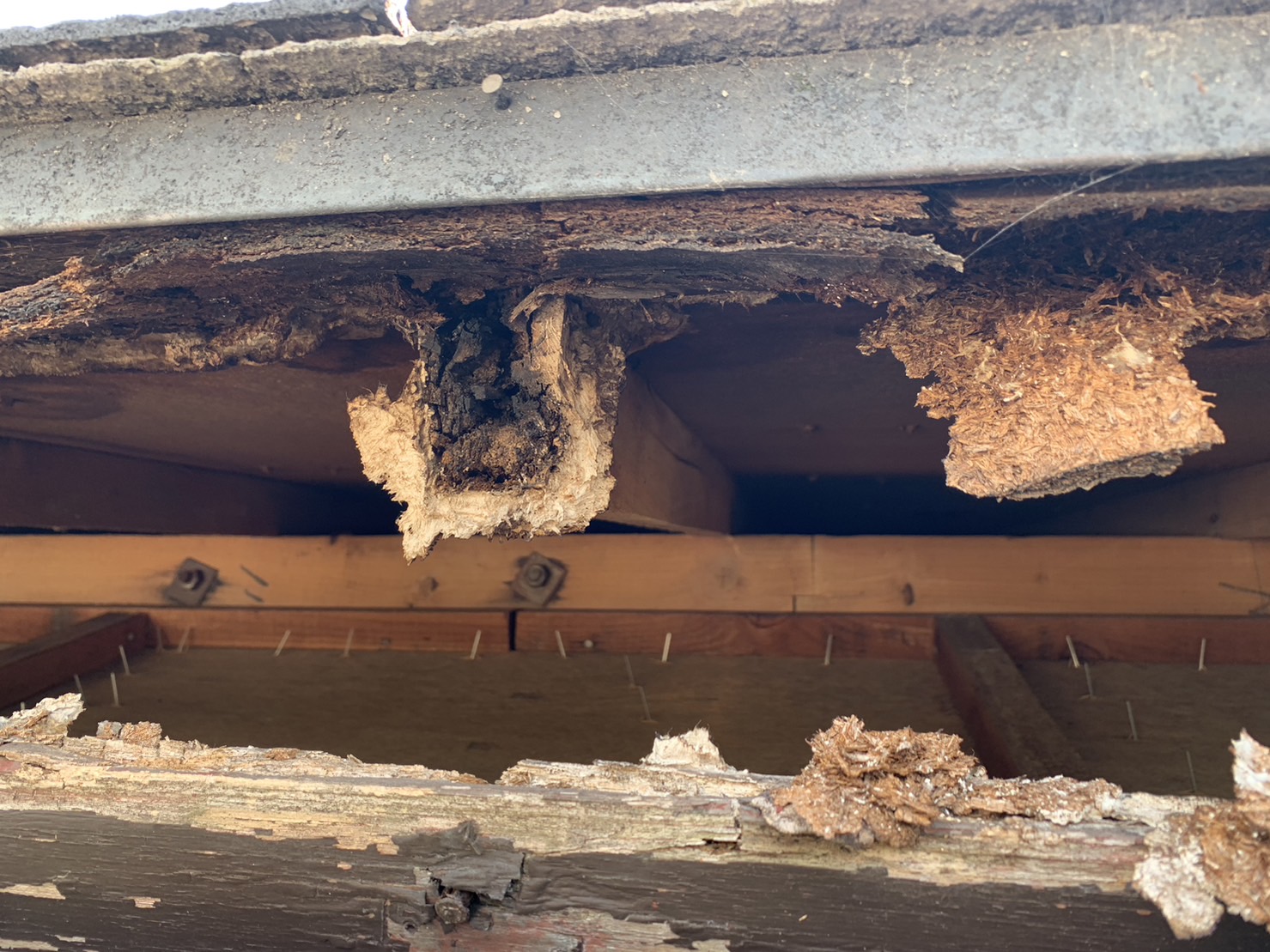 東員町鼻隠しが剥がれて垂木腐食２