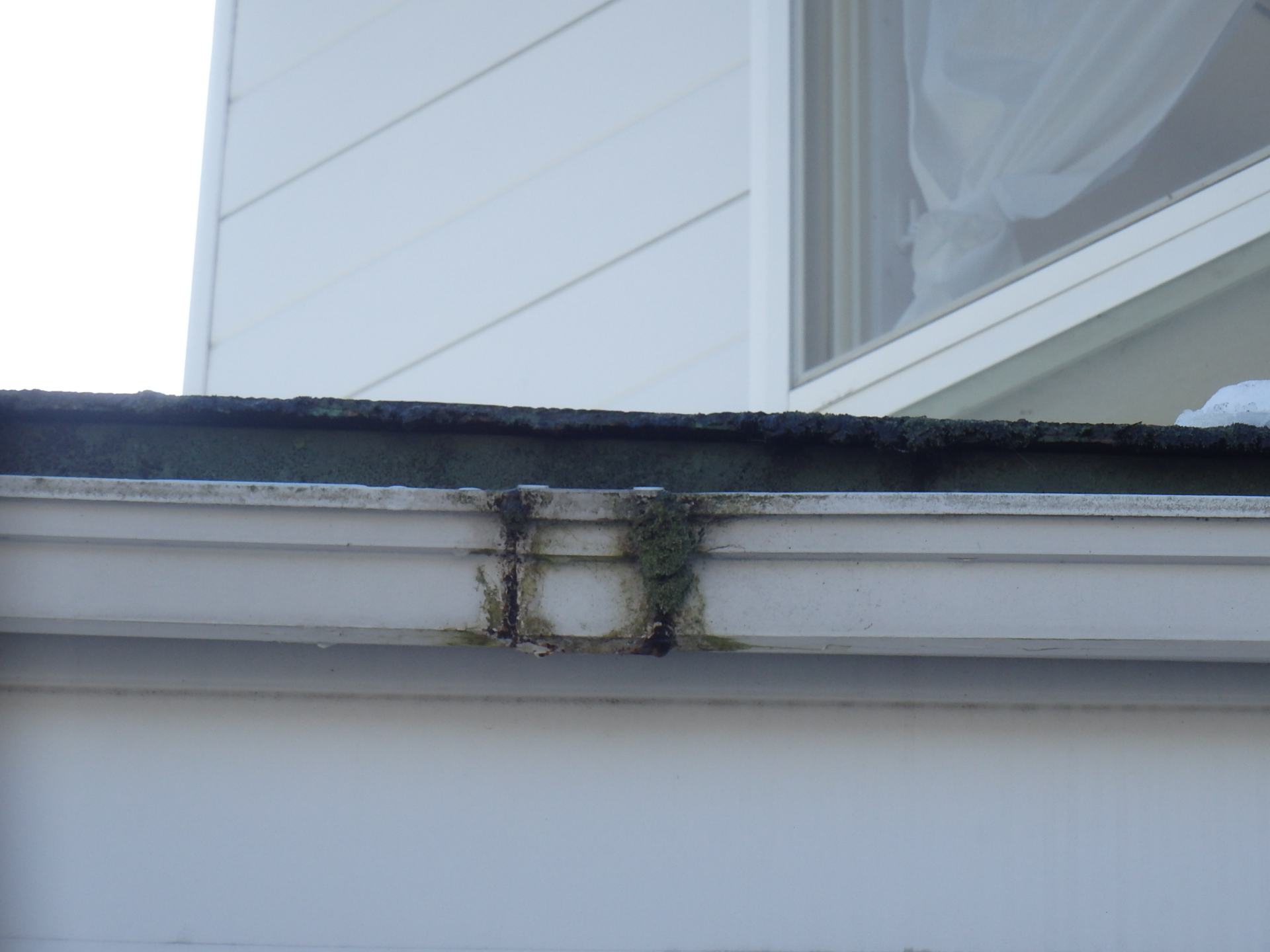 四日市市のお宅雨樋にコケが生えた状態