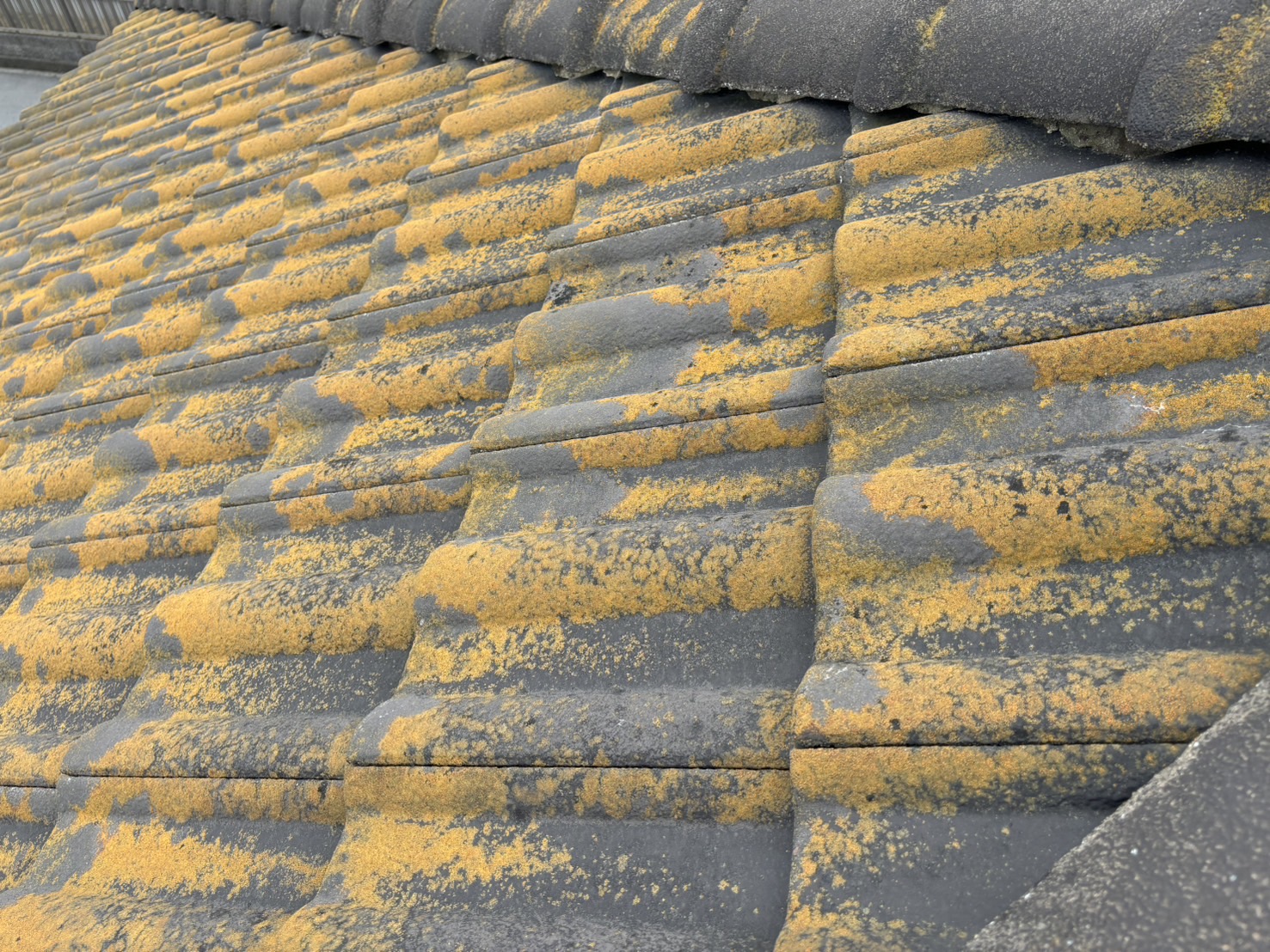 四日市市モニエル瓦のお宅、劣化して苔の生えた状態２