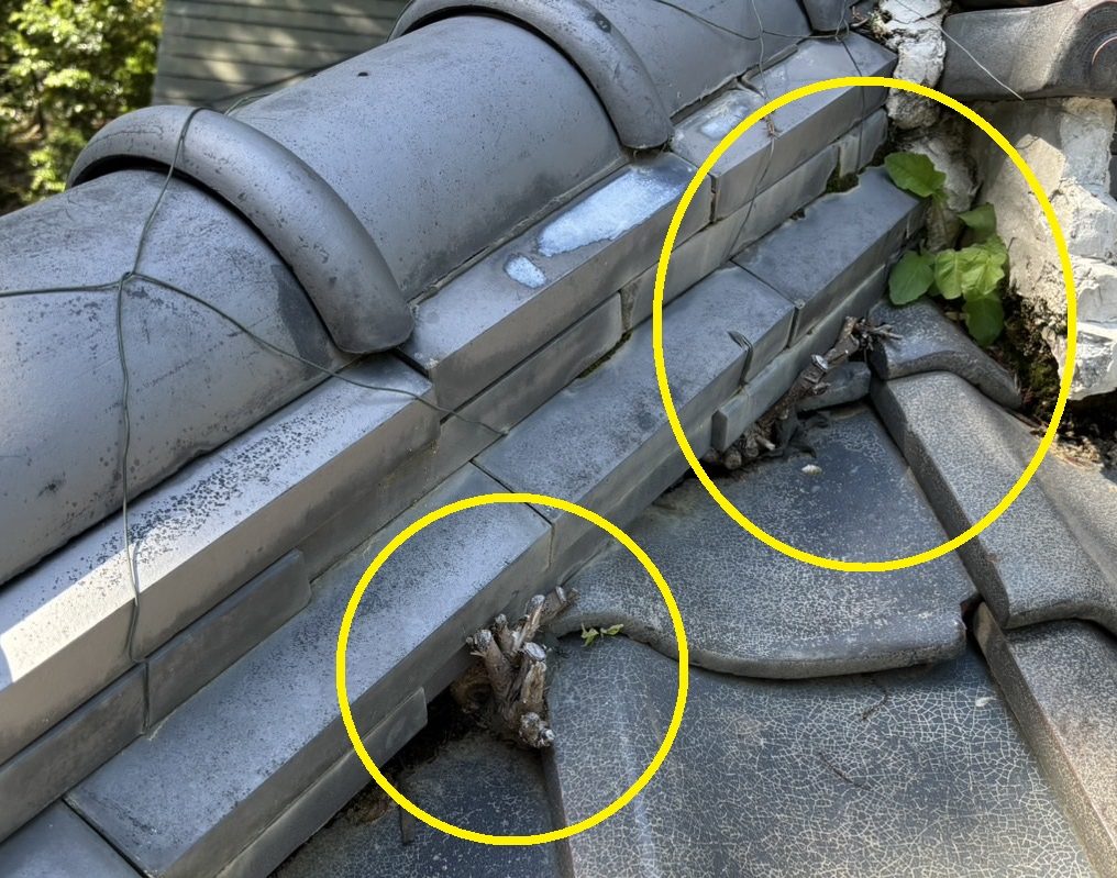 鈴鹿市の神社古い屋根瓦から雨漏れ、棟瓦に草木が生えている状態