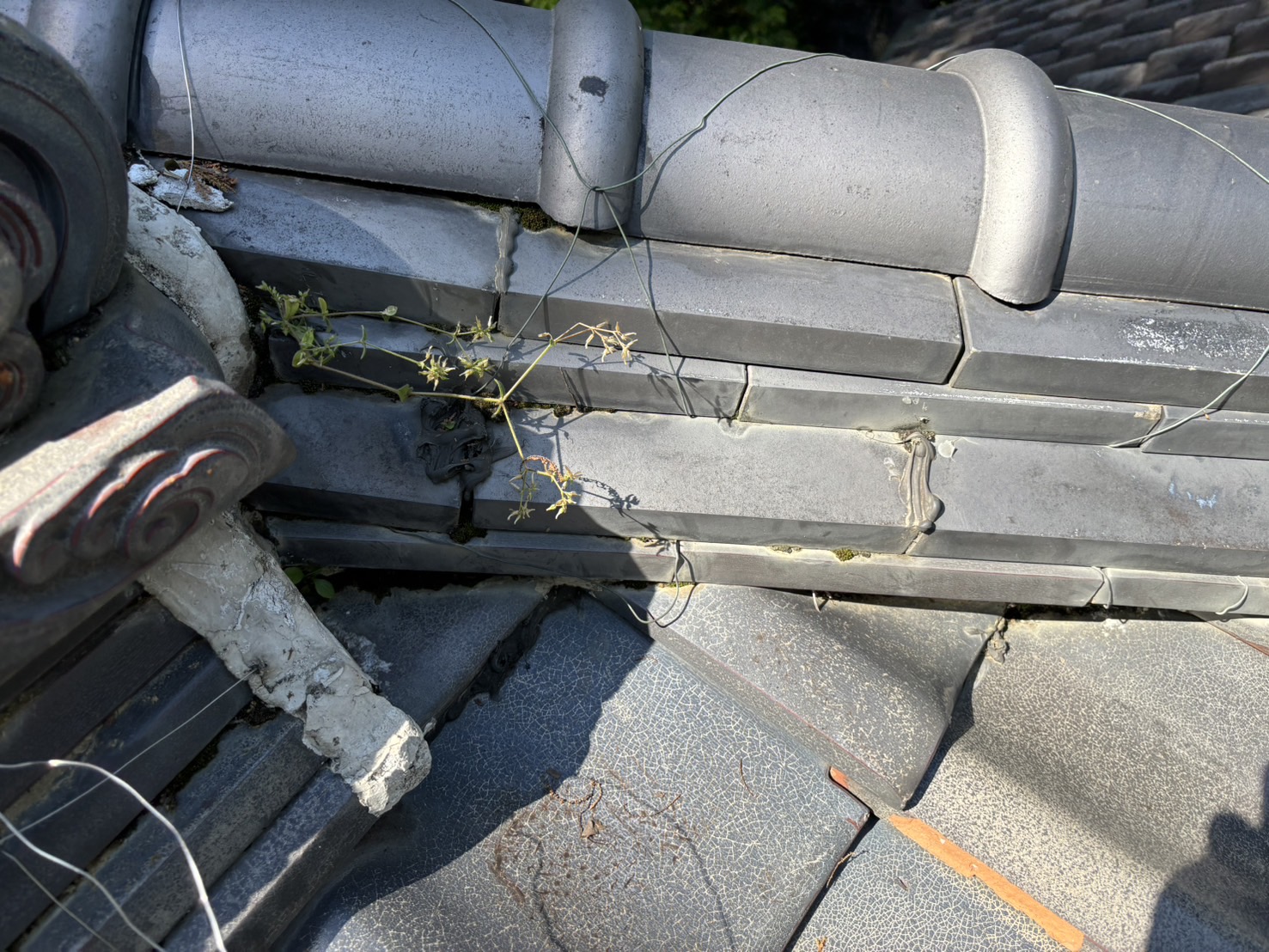 鈴鹿市の神社古い屋根瓦から雨漏れ、棟瓦に草が生えている状態