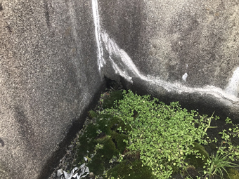 陸屋根の排水口があるはずの場所には植物が繁殖。