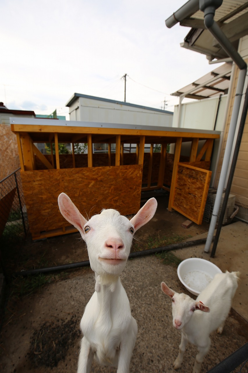 DIY,デザイン、小屋