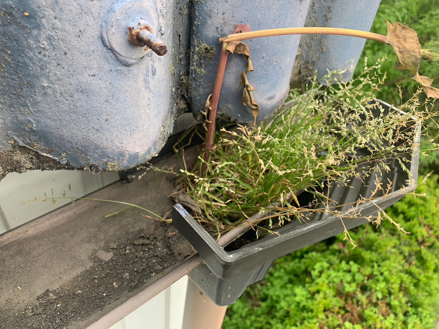 桑名市草が生えた雨樋