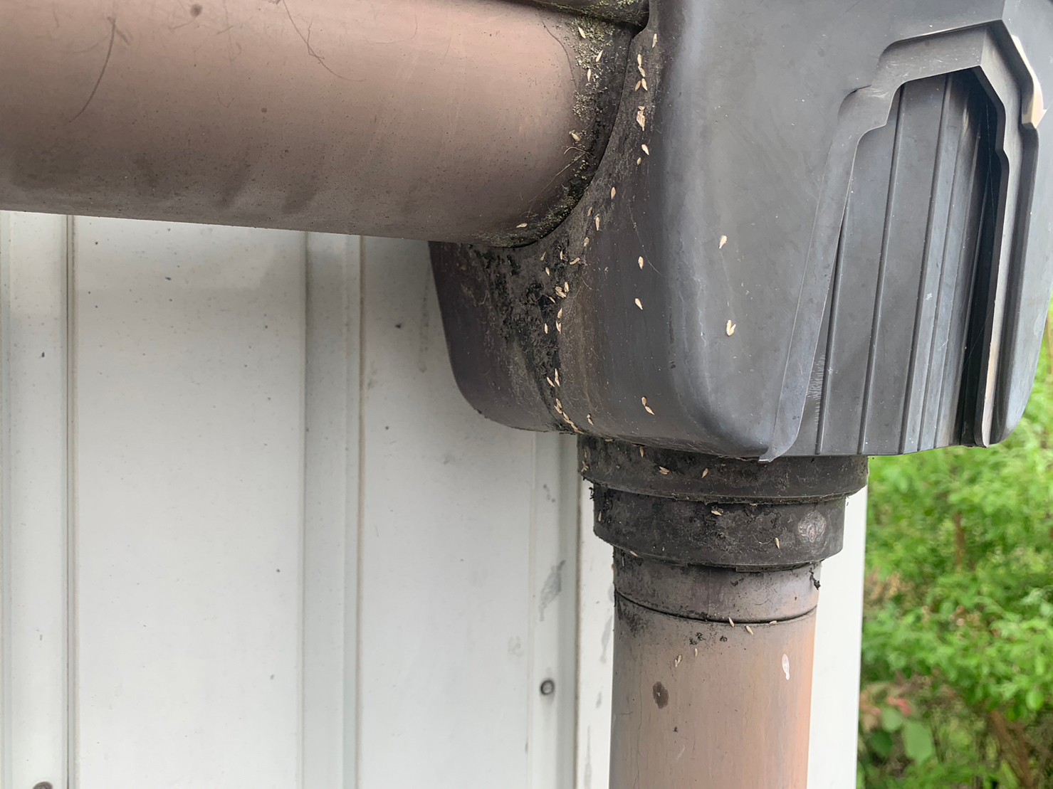 桑名市雨樋の詰まり