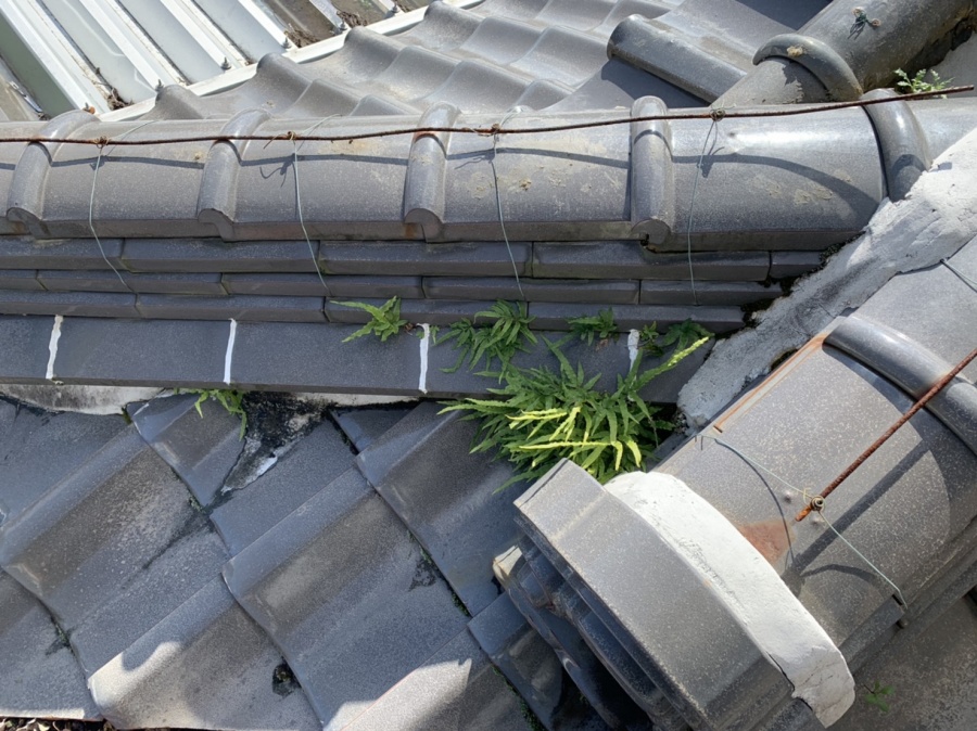 モニエル瓦のコケと草