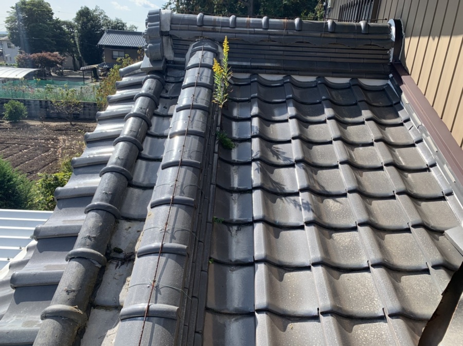 モニエル瓦のコケと草