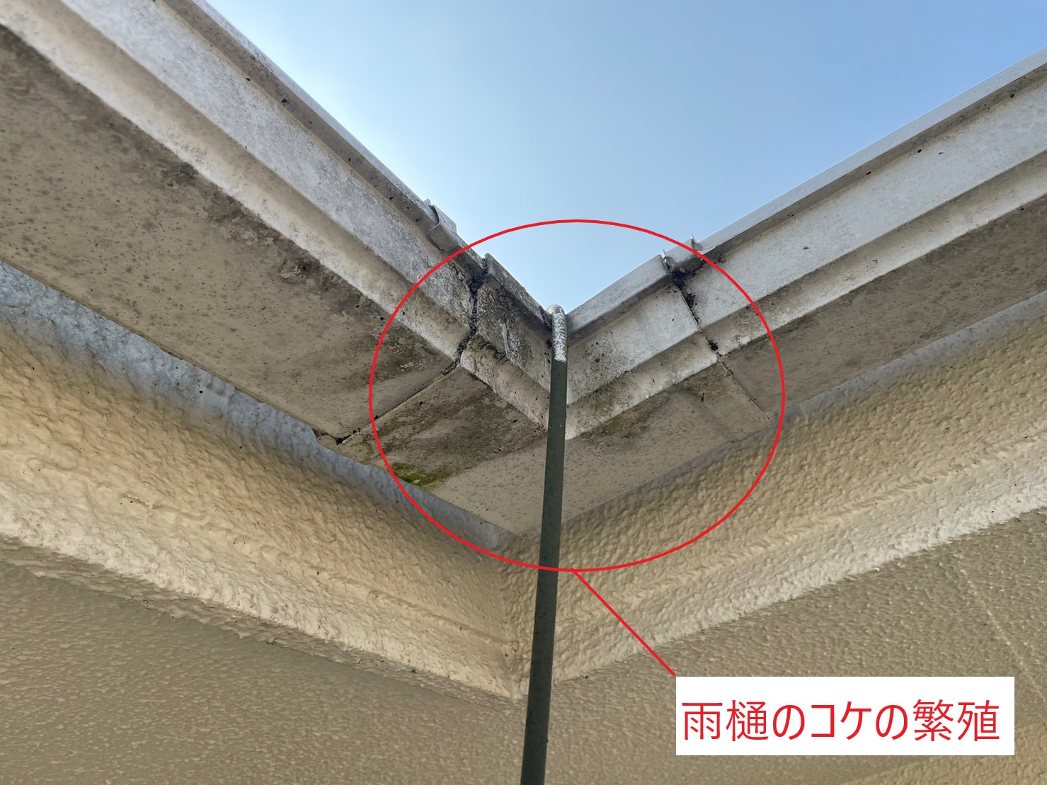 近江八幡市　雨樋コケの繁殖