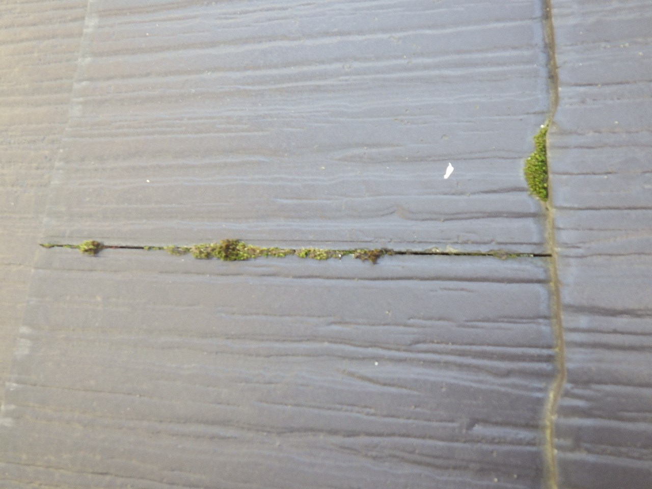 近江八幡市　スレート屋根 コケの繁殖