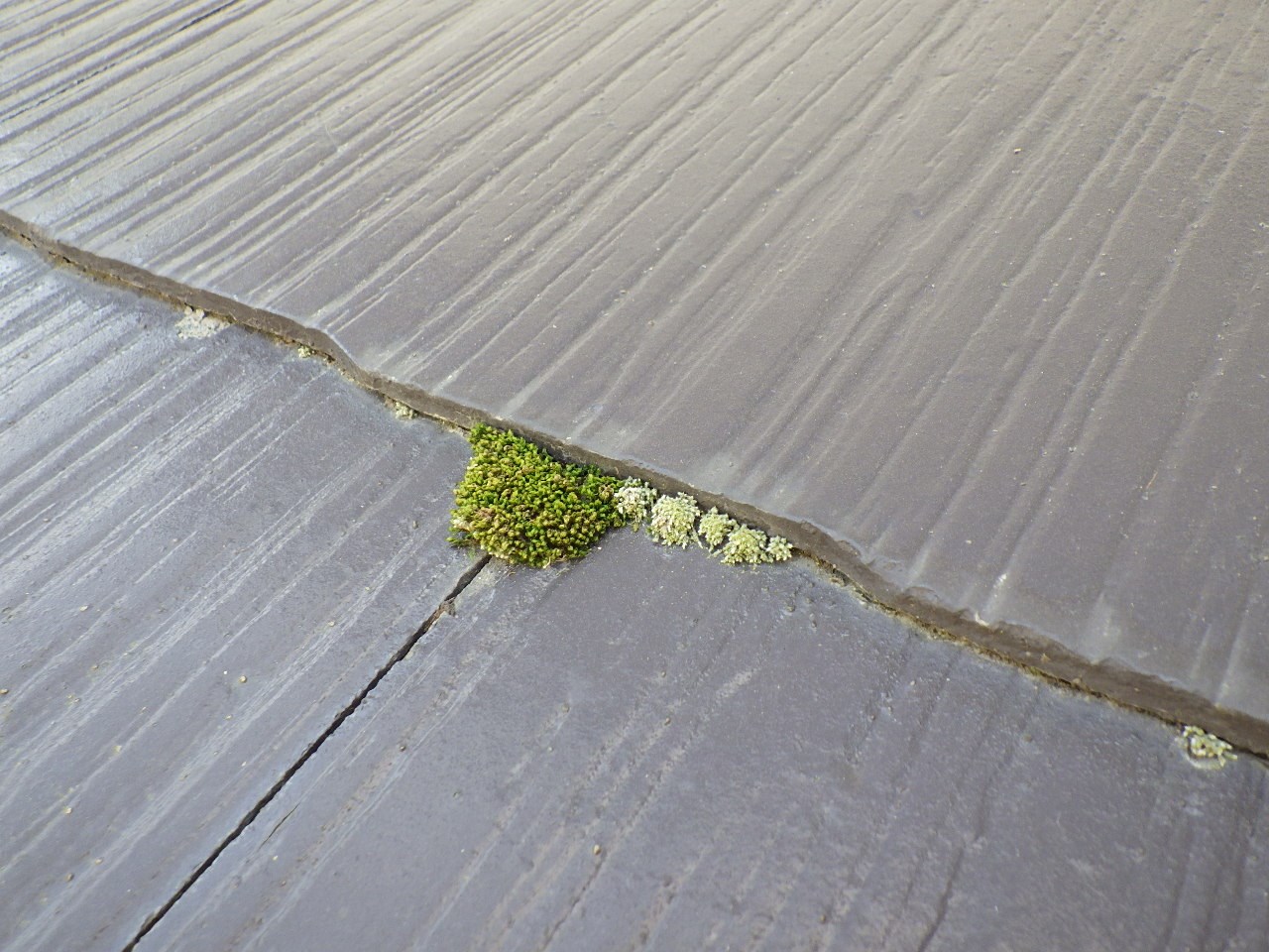 近江八幡市　スレート屋根 コケの繁殖