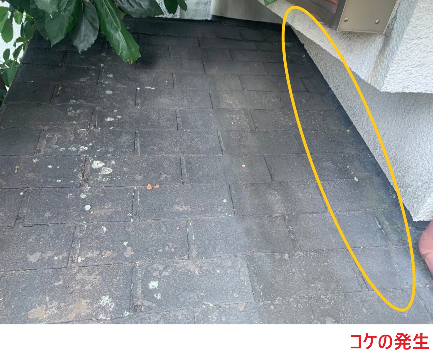 コケの発生
