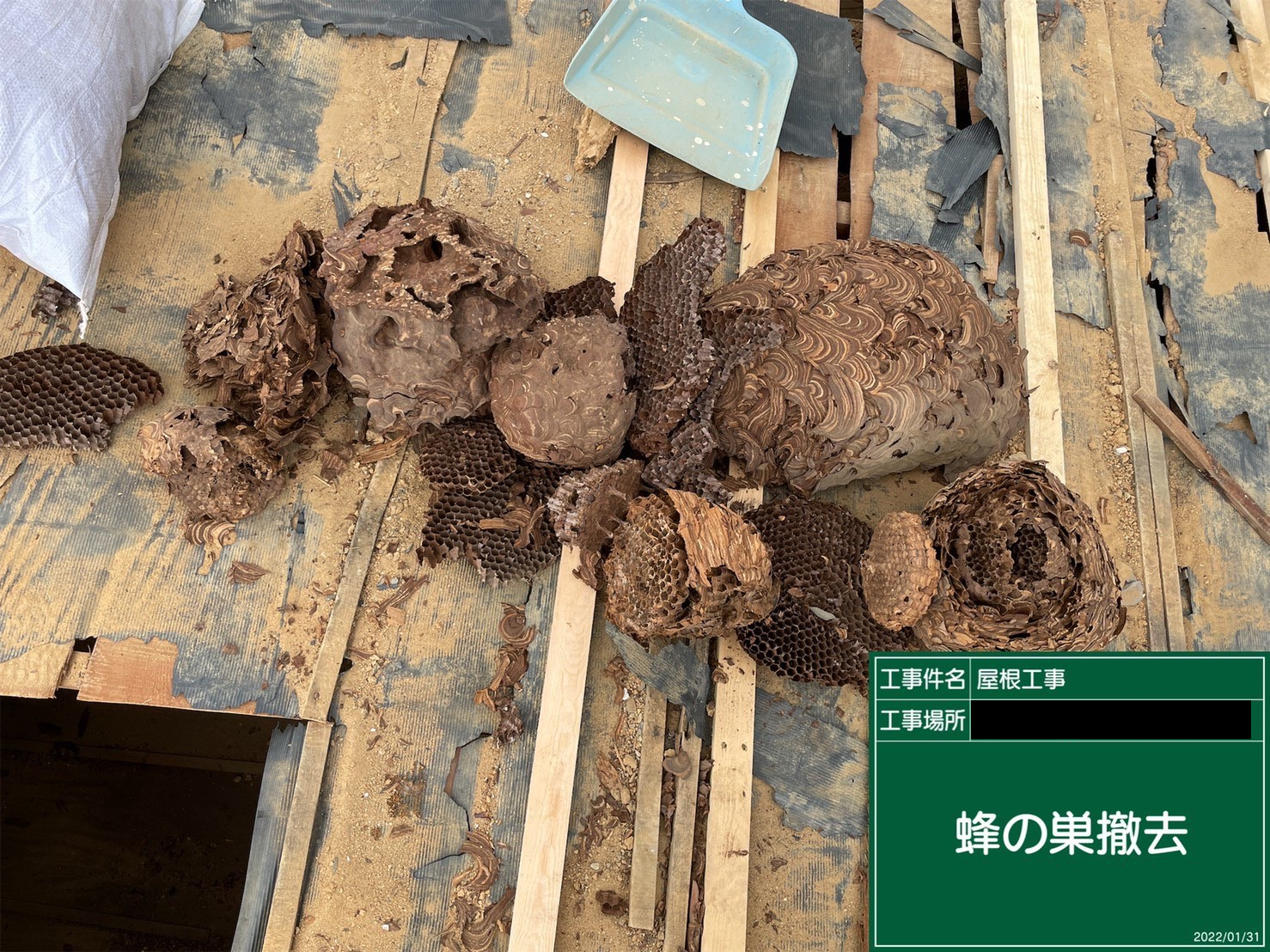 ハチの巣撤去