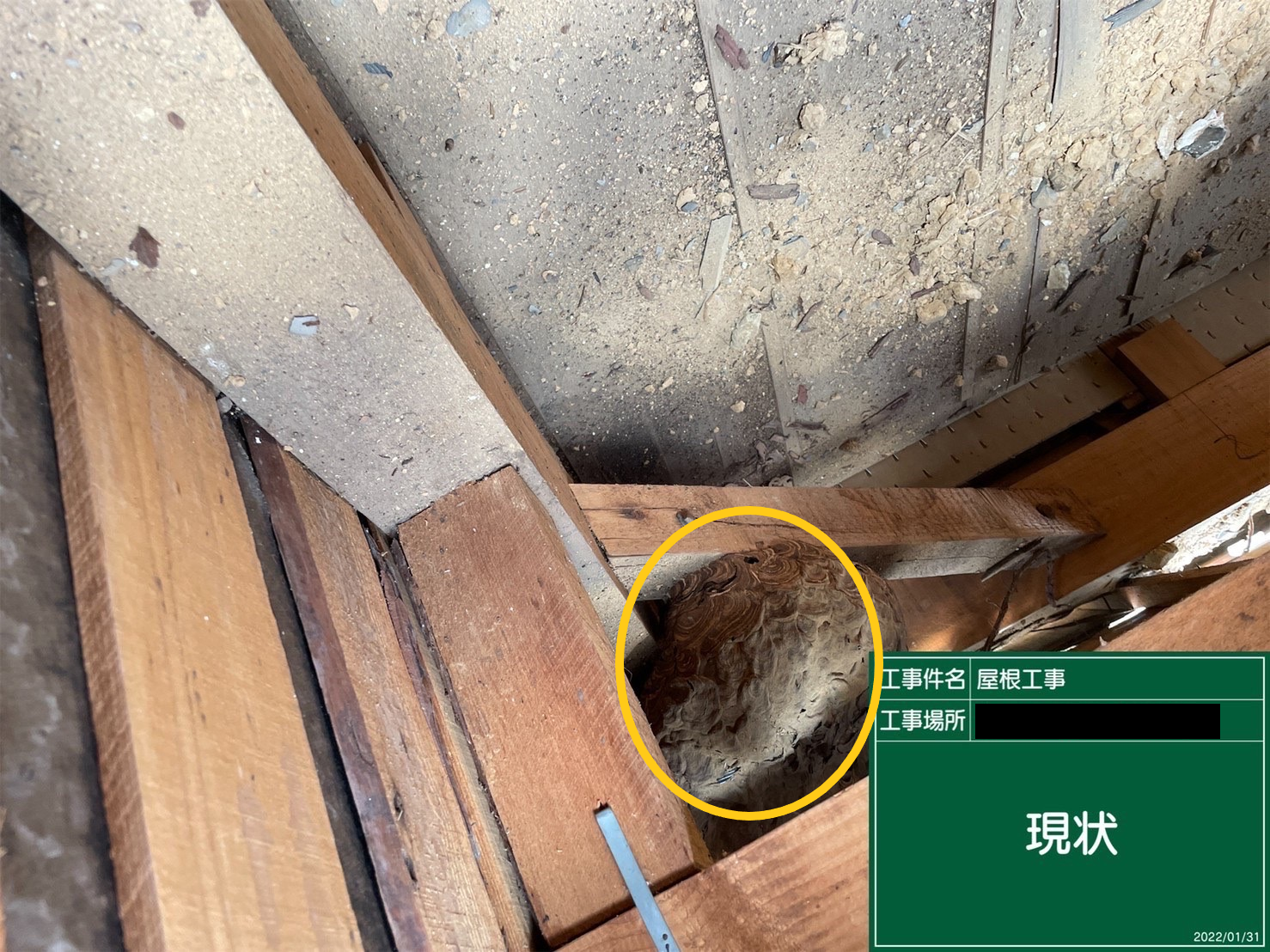ハチの巣現状
