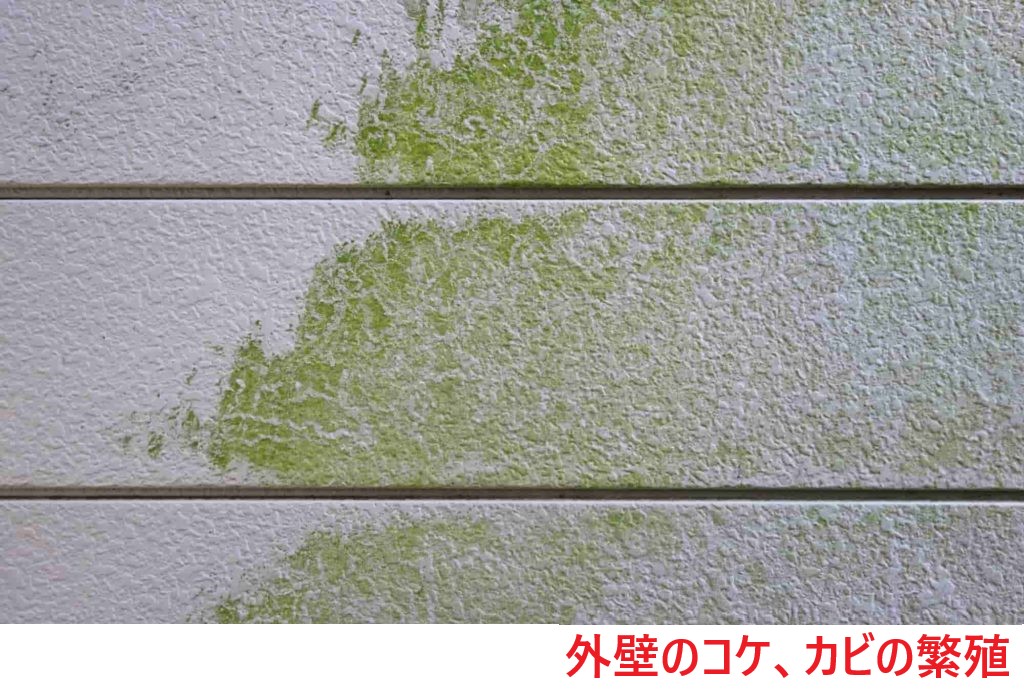 外壁のコケ、カビの繁殖
