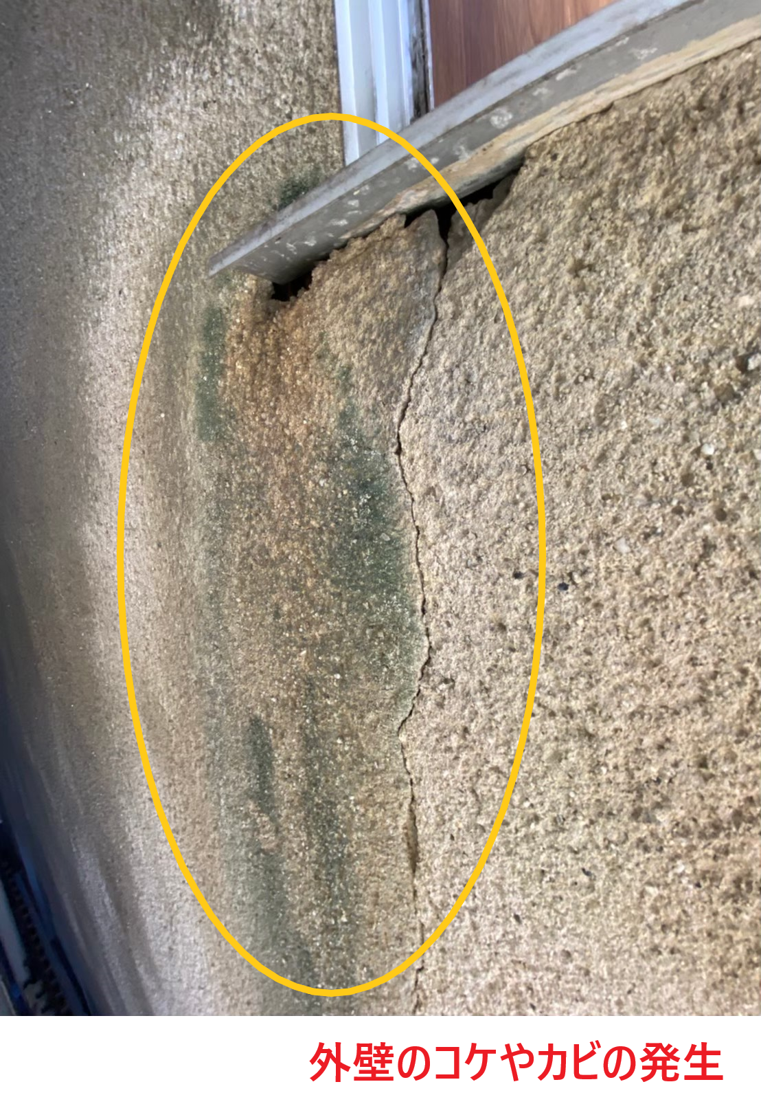 外壁のコケやカビの発生