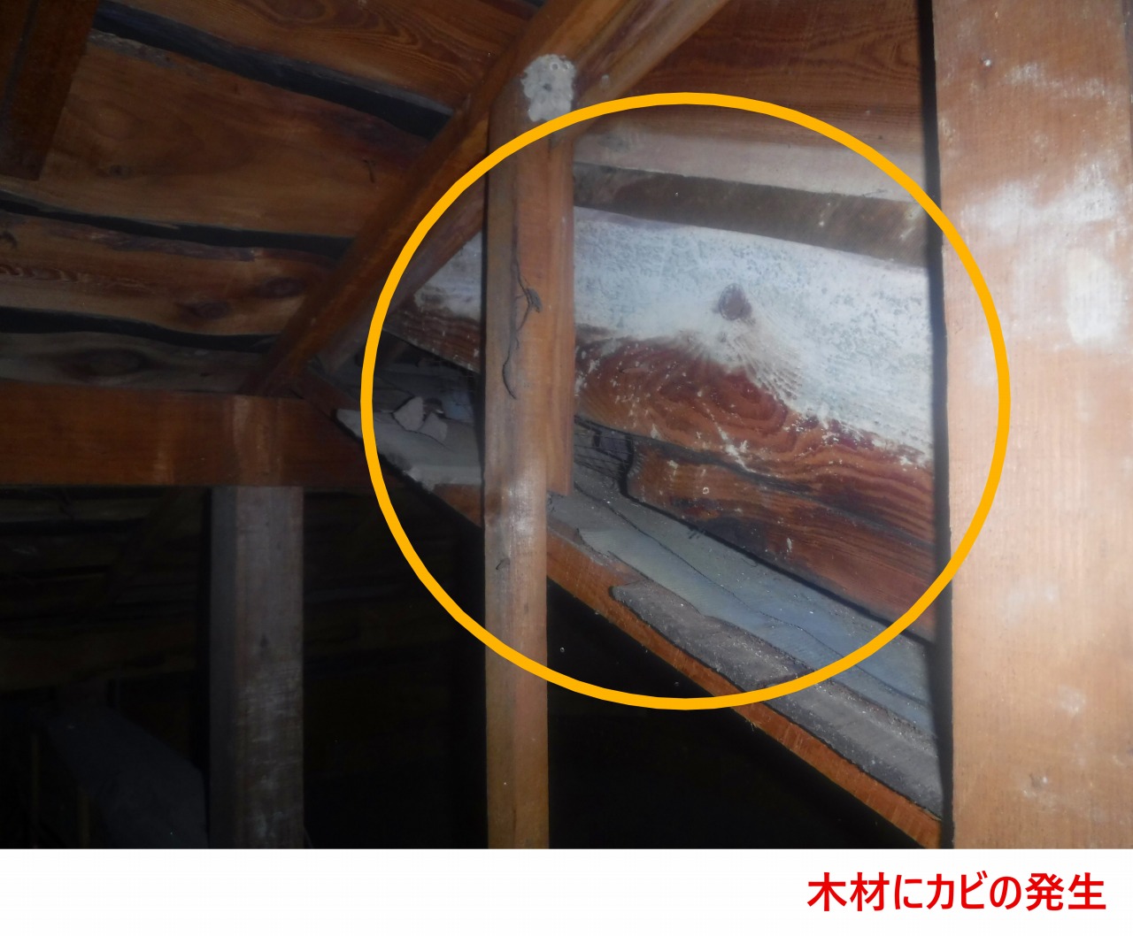木材のカビの発生
