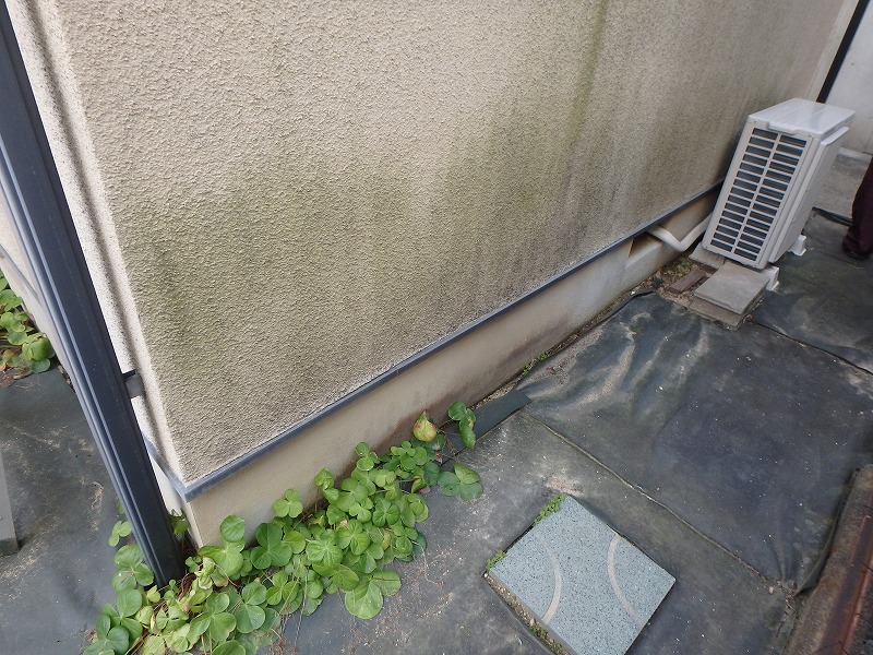 三井ホーム　コケ