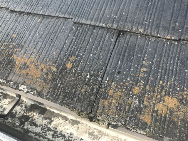 スレート屋根の軒先の苔