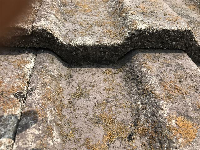 カビ・苔が発生したスカンジア瓦