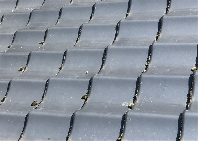 セメント瓦の苔