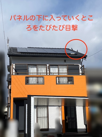 岡崎市　太陽光パネル　シャープ　地上　調査　見積もり　はと　被害　対策　ネット
