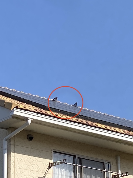 岡崎市　アパート　オーナー　屋根　鳩　鳥の巣　被害　再発　対策　ネット　営巣　太陽光パネル