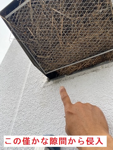 換気扇カバー　鳥の巣　雀　豊橋市　詰まり