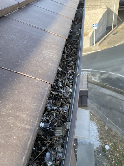 雨樋　糞害　詰まり　はと　鳥害