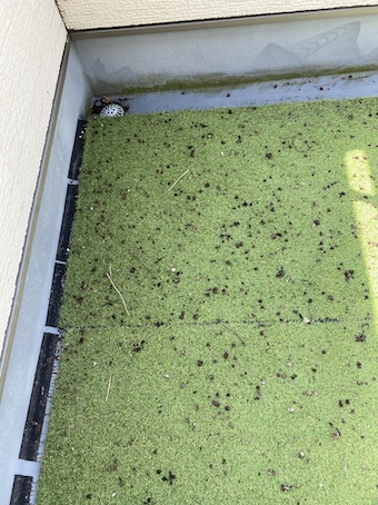 ベランダ　ハト　フン　被害　