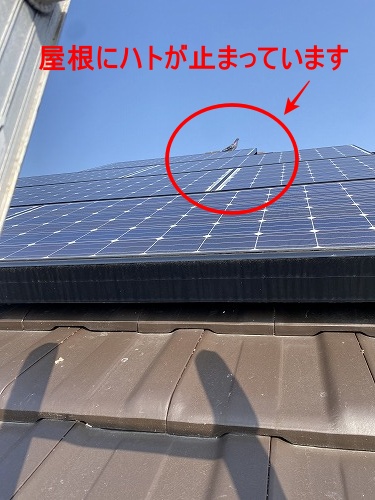 太陽光パネル　豊橋市　鳥の巣　パネル下　清掃