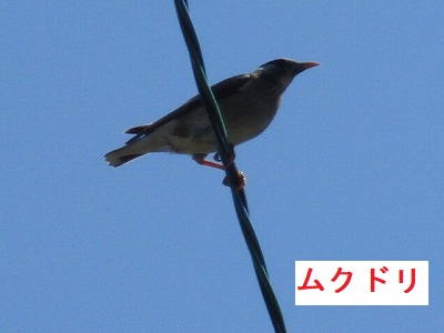 ムクドリ　鳥の巣被害　岡崎市