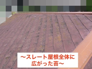 豊橋市　コロニアル　苔