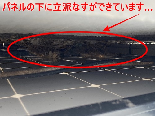 太陽光パネル　鳥害対策　鳥よけネット　豊川市　ムクドリ