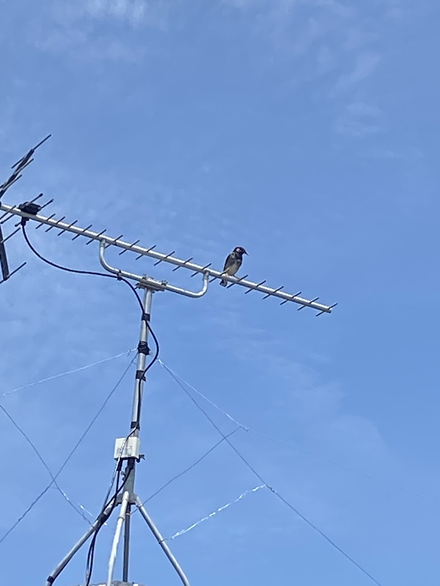 鳥の巣対策　屋根　太陽光パネル　豊橋市