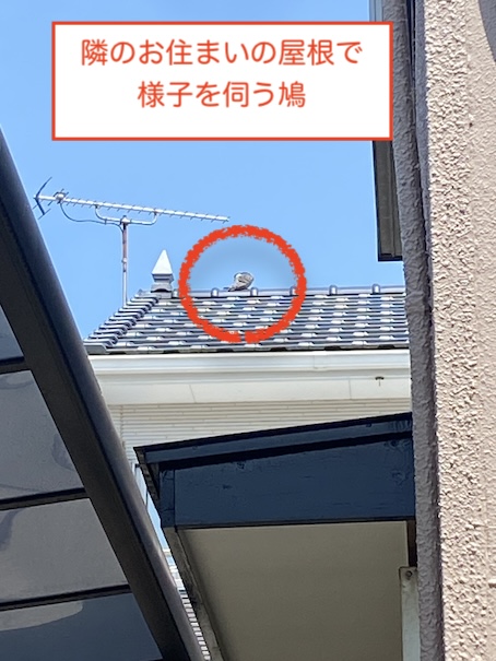 岡崎市　太陽光パネル下　鳥の巣　対策工事