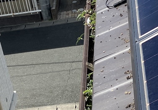西尾市　トヨタホーム　鳥の巣　太陽光パネル 雨樋　詰まり