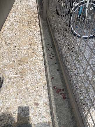 新城市　太陽光　パネル　鳥の巣　被害　ふん　地上　対策　調査