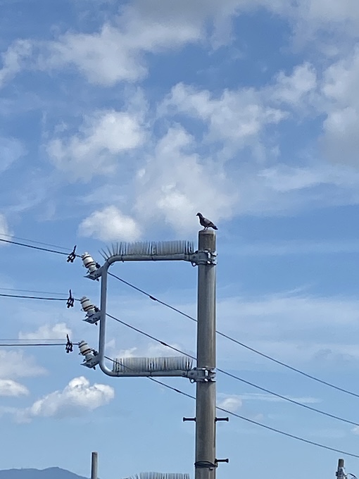 新城市　はと　鳥の巣　被害　太陽光パネル