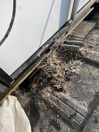 豊川市　トヨタホーム　鳥の巣　太陽光パネル　シャープ