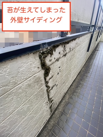 岡崎市　レオパレス　外壁　サイディング　苔　劣化　色褪せ