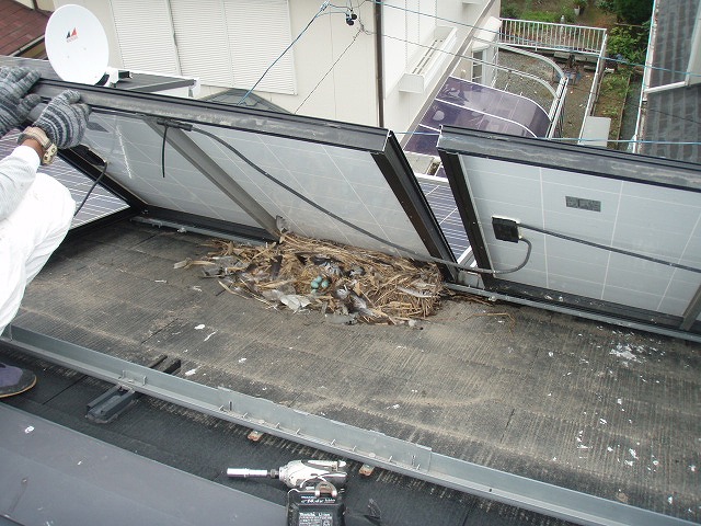 パネル下　鳥の巣