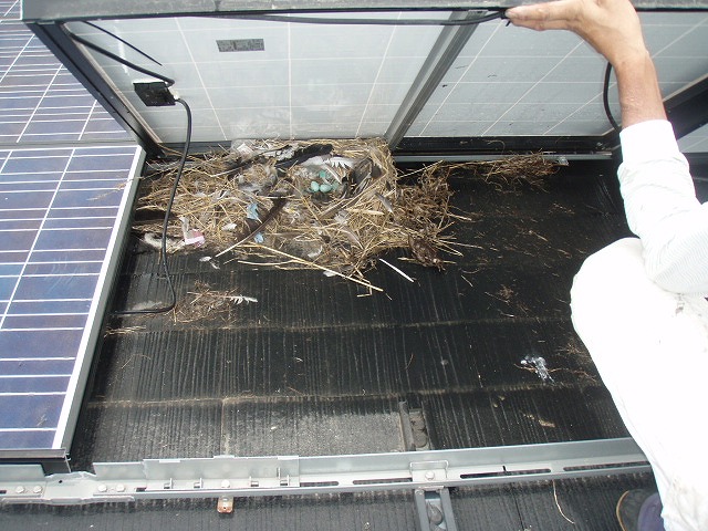 パネル下　鳥の巣